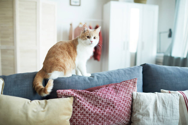 Cat sitting on sofa - Photo, Image