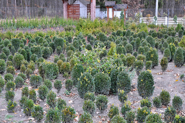 Kwekerij waar groenblijvende sierheesters en bomen worden geteeld. - Foto, afbeelding