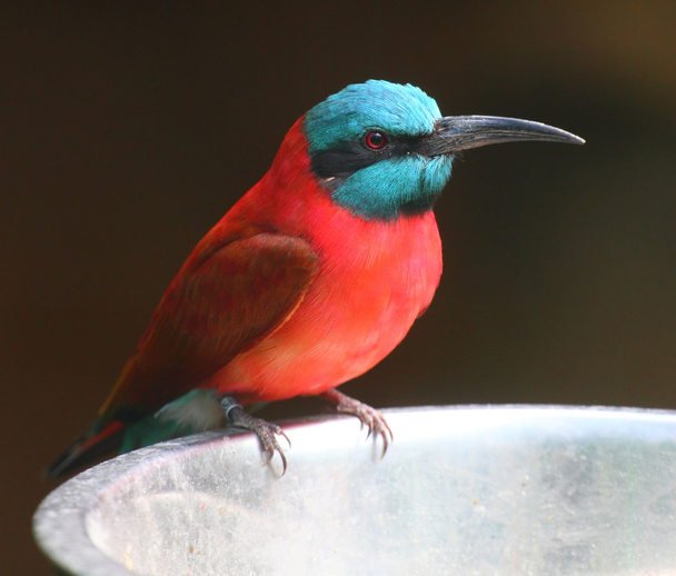 A Northern Carmine Bee-Eater (Merops nubicus) - Photo, Image