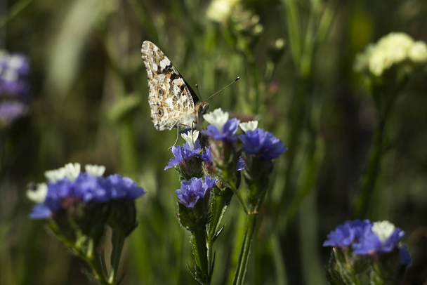 Gemalter Schmetterling (Vanessa Cardui), Flügel geschlossen, ernährt Pollen und sammelt Nekrar von weißen und blauen Blüten (Limonium). Schmetterling mit Flügeln, Draufsicht, Sommerhintergrund - Foto, Bild