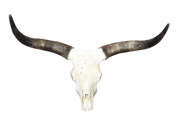 牛の頭蓋骨 - 写真・画像