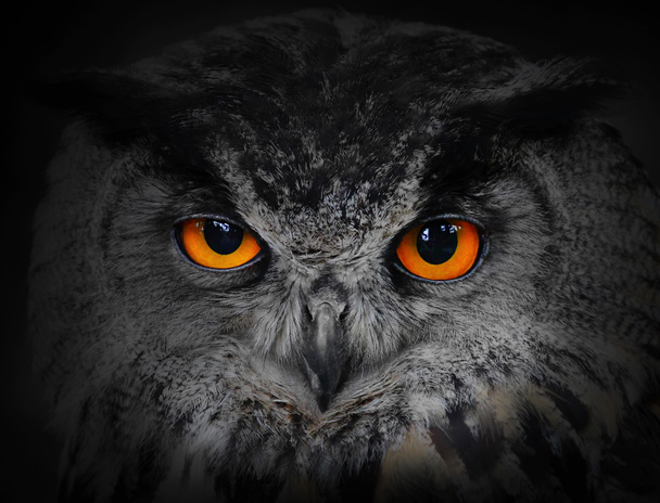 The evil eyes. ( Eagle Owl, Bubo bubo). - Photo, Image