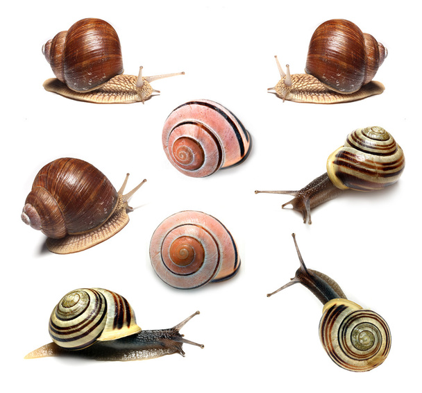 Collection d'escargots
 - Photo, image
