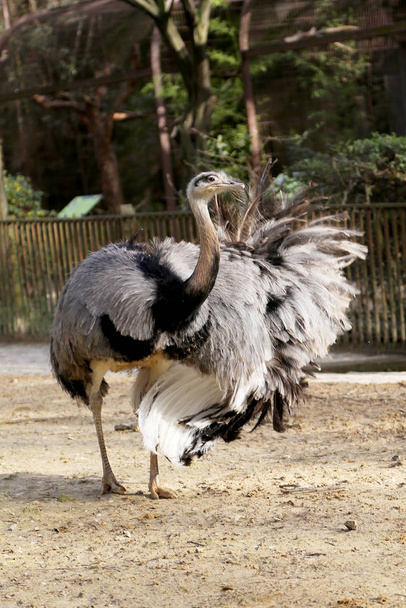 Un gran avestruz pájaro blanco de plumas se asienta sobre largas patas delgadas. Cuerpo de avestruz que consta de cuello bellamente arqueado en pájaro, plumas para el culo. avestruz pájaro le gusta mostrar plumas maravillosamente
. - Foto, imagen