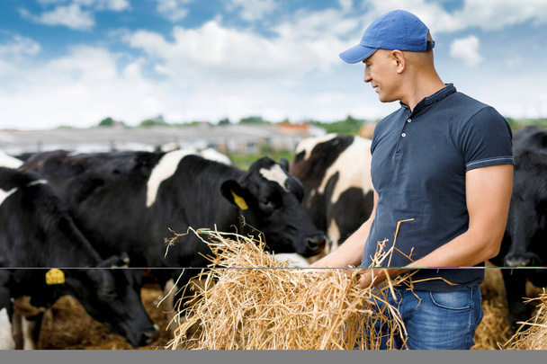 Portret rolnika karmiącego krowy w gospodarstwie. - Zdjęcie, obraz