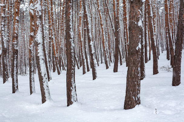 Snow over the spruces and pines in Surami, pine forest - Foto, afbeelding