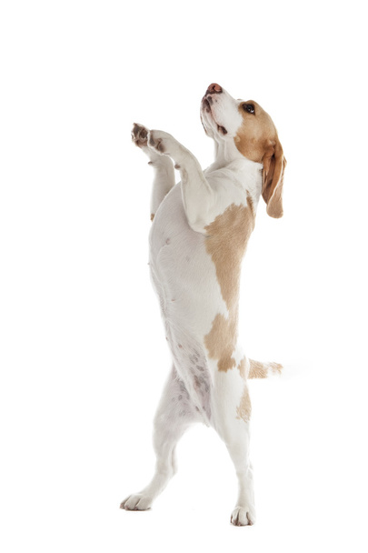 dancing dog beagle - Фото, зображення