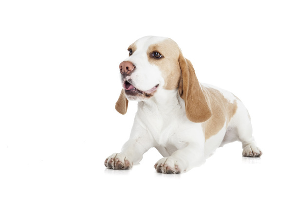 Beagle dog on a white background - Photo, image