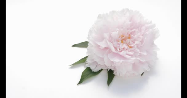 Peonies in light pink on white - Footage, Video
