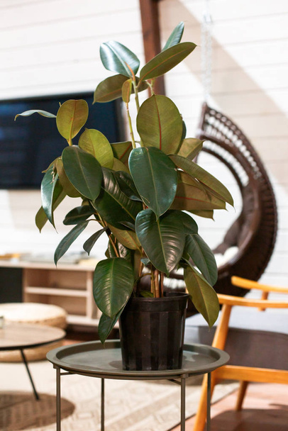 Green ficus in pot against the background of modern chalet-style apartment. Winter garden in house. concrete plant on coffee table - Foto, afbeelding