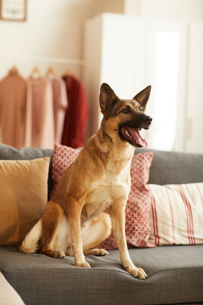 Beautiful dog sitting on the sofa - Φωτογραφία, εικόνα