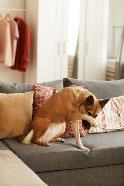 Тренированная собака сидит на диване
 - Фото, изображение