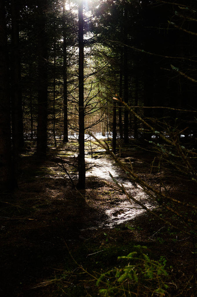  winding path in a mysterious mystical forest - Foto, Bild