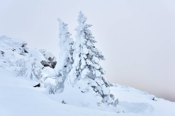 téli hegyvidéki táj - havas fenyőfák a téli hegy lejtőjén a fagyos haz hátterében - Fotó, kép