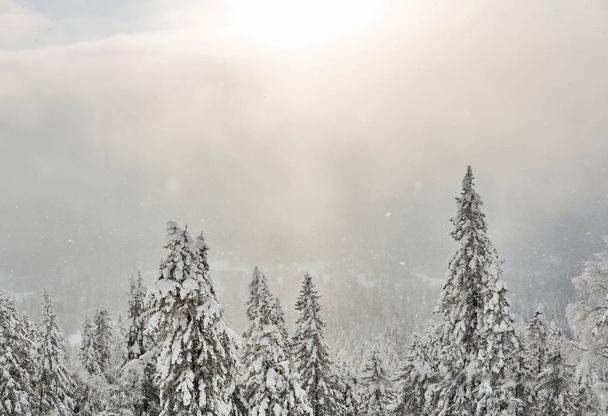 alpine winter landscape - snowy forest in a snow cloud pierced by sunligh - Фото, зображення