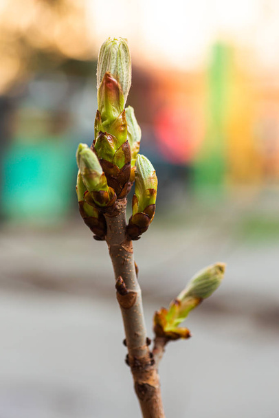 Bud on a tree horse chestnut in spring in background of cars. plants in city. Greening yards. - Photo, Image