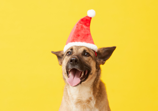 Dog in Santa hat - Foto, Bild