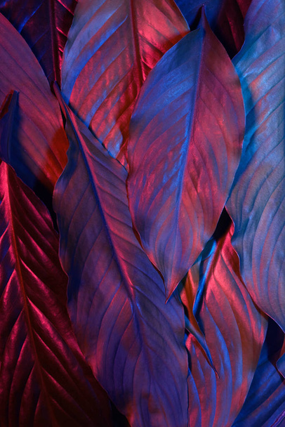 Blue and red neon glowing leaves on dark background. Jungle nature. Blue glow. Magic forest background. - Foto, immagini