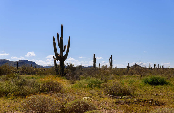 Egy nagy kaktuszban, tele kaktuszokkal a sivatagi hegyekben Arizona sivatagja ragyog. - Fotó, kép
