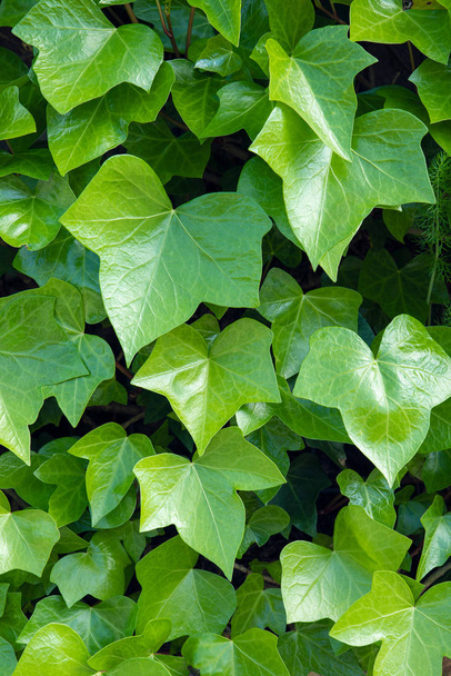 Bright green ivy background.Hedera helix - Φωτογραφία, εικόνα