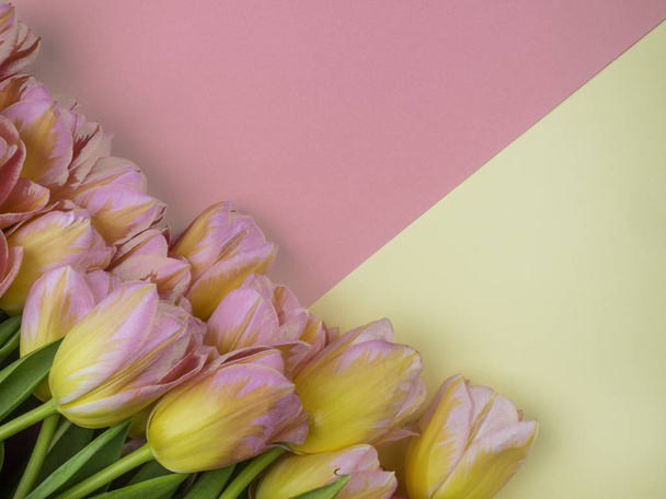 Fresh Όμορφη πολύχρωμες τουλίπες σε κίτρινο και ροζ φόντο, αντίγραφο χώρου, άνοιξη διακοπές έννοια ευχετήρια κάρτα - Φωτογραφία, εικόνα