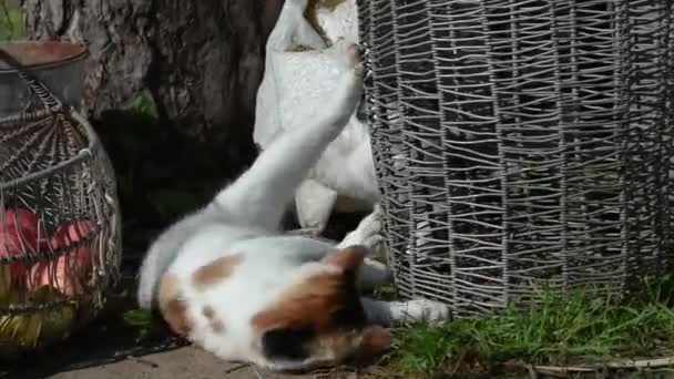 Νεαρό χαριτωμένο μαύρο και άσπρο γατάκι δαγκώνει και παίζει με τη μητέρα. Υπόβαθρο γεωργικής εκμετάλλευσης. - Πλάνα, βίντεο