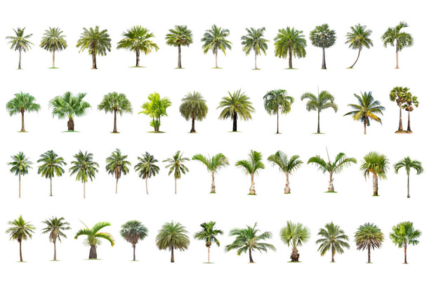 Kookos- ja palmupuut Eristetty puu valkoisella pohjalla, puiden kokoelma.Suuret puut kasvavat kesällä, mikä tekee rungosta suuren. - Valokuva, kuva