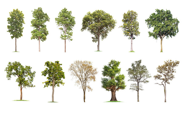  isolierter großer Baum auf weißem Hintergrund. Die Sammlung von Bäumen. tropische Bäume isoliert für Design, Werbung und Architektur verwendet - Foto, Bild