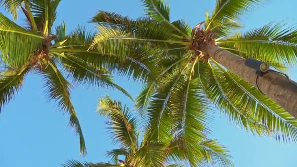 luonnonkaunis kuvamateriaali palmuista taivaan edessä meren rannalla
 - Materiaali, video