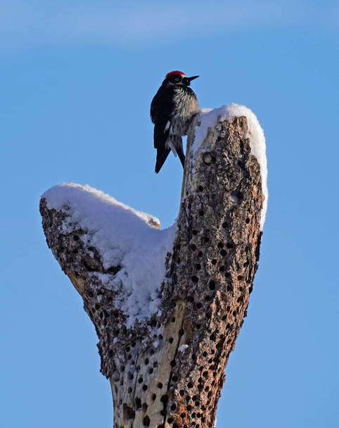 Un pájaro carpintero de maíz se sienta encima de su árbol bien trabajado después de una nieve de invierno
. - Foto, imagen