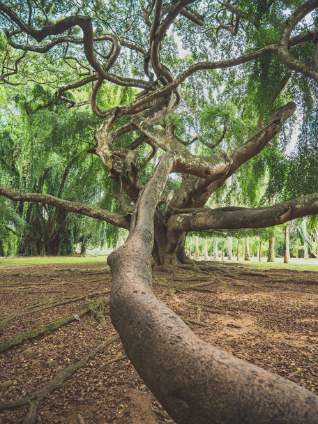 Imagem tonificada de grande árvore larga com longos ramos na floresta na ilha tropical
 - Foto, Imagem