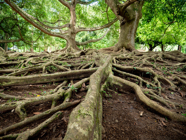 植物園内のガジュマルの木の大きな根の構造のクローズアップ画像 - 写真・画像