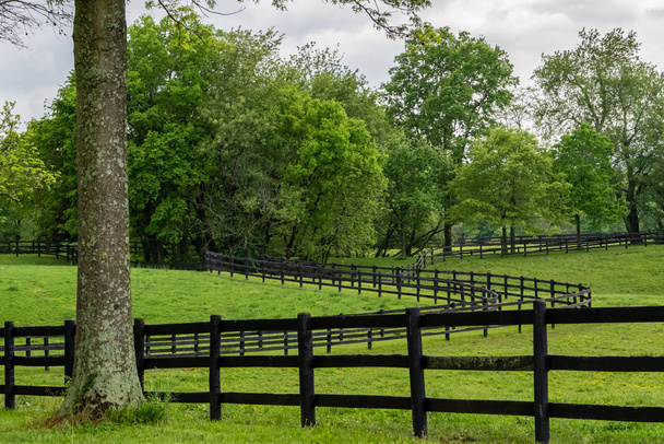 Recinzioni di cavalli neri lungo i campi verdi in campagna ondulata
 - Foto, immagini