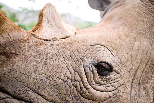 Olho de rinoceronte
 - Foto, Imagem