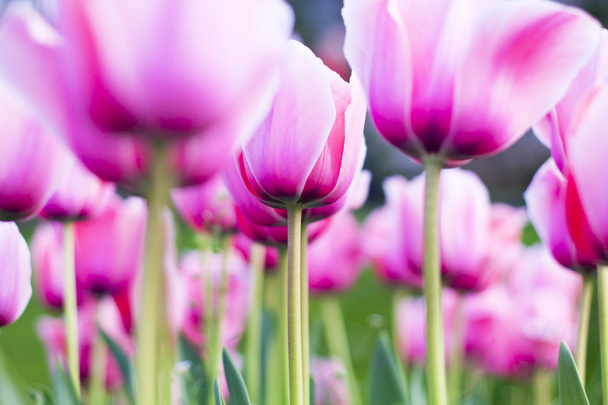 tulipán - Foto, imagen