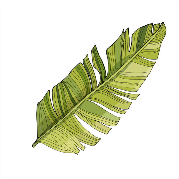 熱帯のヤシの葉、ジャングルの葉白い背景に隔離された。服、ステッカー、水着、ビーチパラフェナリアの装飾のためのヴィンテージ植物イラスト - ベクター画像
