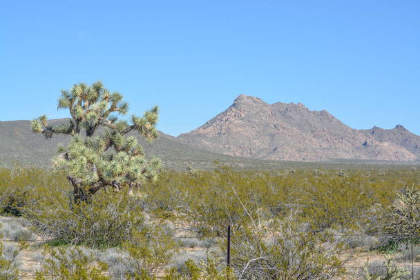 Joshua Tree (Yucca Brevifolia) Sonoran Çölü 'ndeki Mohave County' de. - Fotoğraf, Görsel