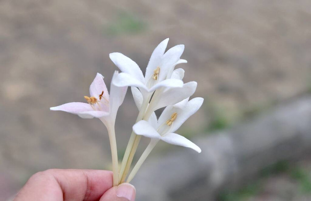 Beautiful Flower, Hand Holding Indian Cork Flowers or Millingtonia Hortensis Flower. - Photo, Image