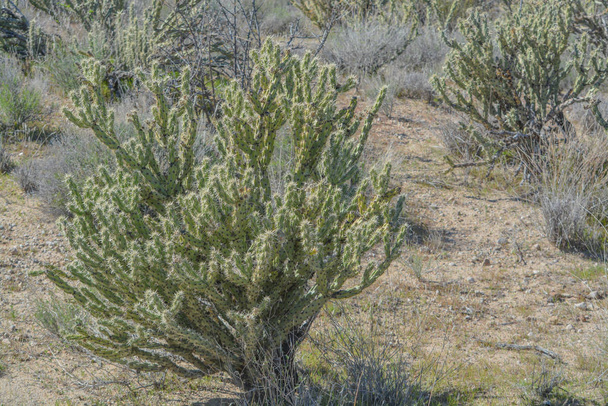 Buckhorn Cholla (Cylindropuntia Acanthocarpa) dans le désert de Sonoran, comté de Mohave, Arizona États-Unis
 - Photo, image