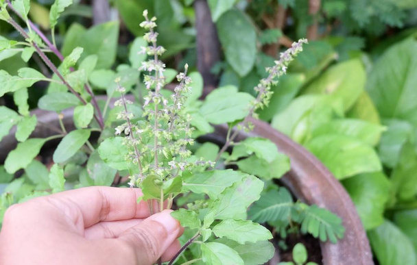 Vegetable and Herb, Gardener Holding Fresh Oganic Holy Basil, Ocimum Sanctum or Tulsi Plant with Flowers For Taking Care The Garden. - Photo, Image