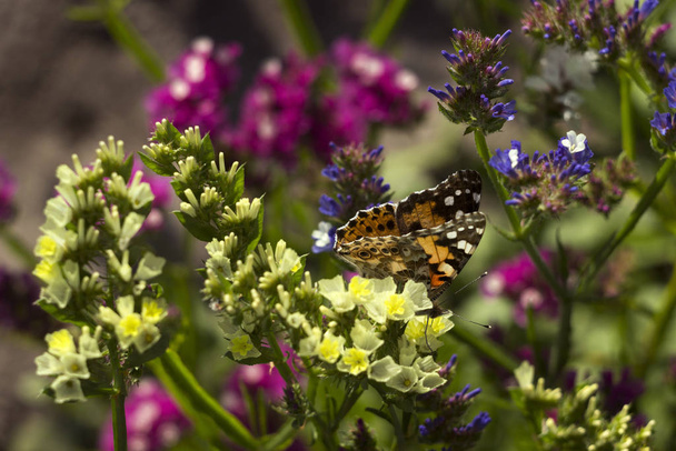 Бабочка (Ванесса Кардуи), крылья закрыты, кормящая пыльца, собирает некрар из жёлтых, синих и розовых цветов (Лимоний). Бабочка с крыльями, вид сверху, летний фон
 - Фото, изображение