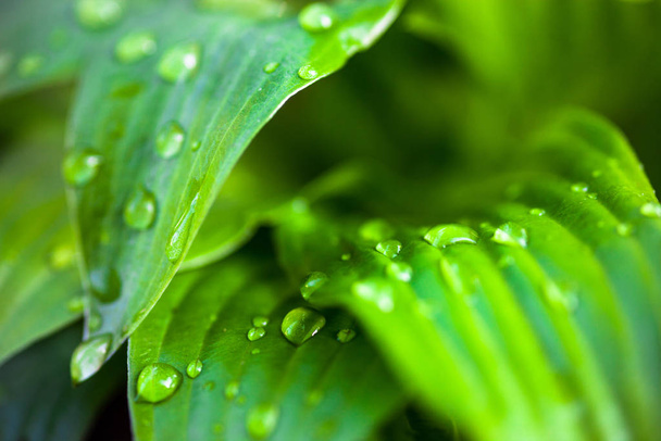 Close up de hosta folhas verdes com gotas de orvalho - Foto, Imagem