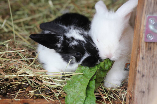 Sweet tiny baby rabbits eating green lettuce leaves. - Photo, Image