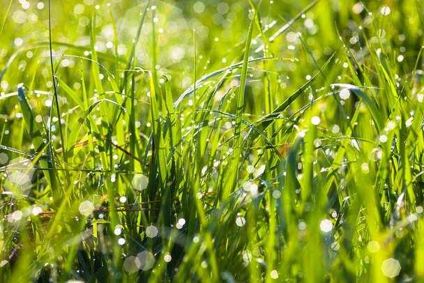 Rocía gotas en la hierba verde que brilla en el sol - Foto, Imagen