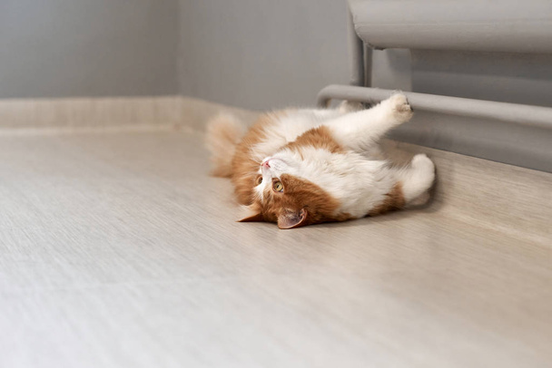 Бытовая кошка лежит на радиаторе.
. - Фото, изображение