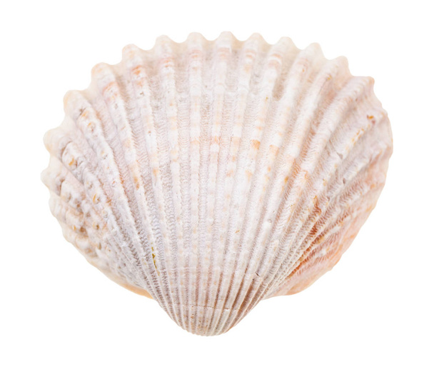 różowy conch cockle izolowane na białym tle - Zdjęcie, obraz