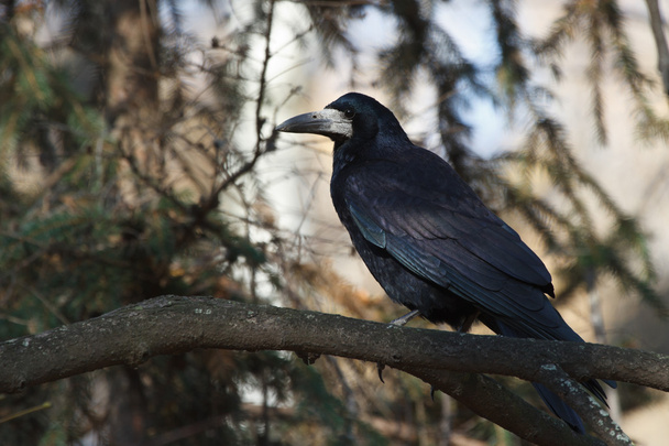 Black crow sitting on a tree branch in a forest - Photo, Image