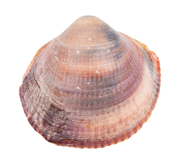 красный коричневый ракушка моллюска изолированы на белом фоне
 - Фото, изображение