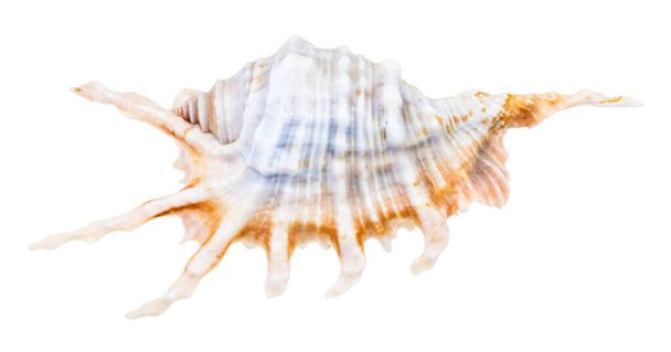 μπλε κέλυφος σαλιγκαριού murex απομονωμένο σε λευκό φόντο - Φωτογραφία, εικόνα