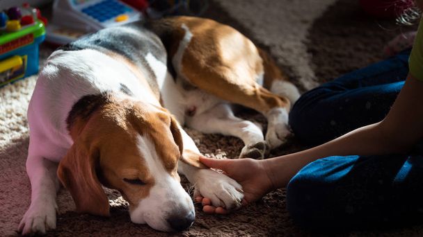 Beagle dog tired sleeps on a carpet floor, child grabbing dogs paw. Family dog background - Fotó, kép
